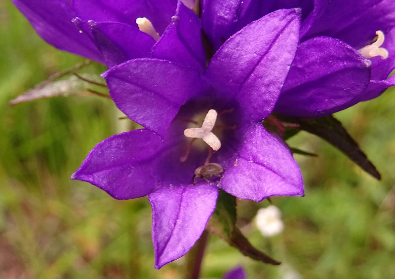 Campanula glomerata - Campanulaceae